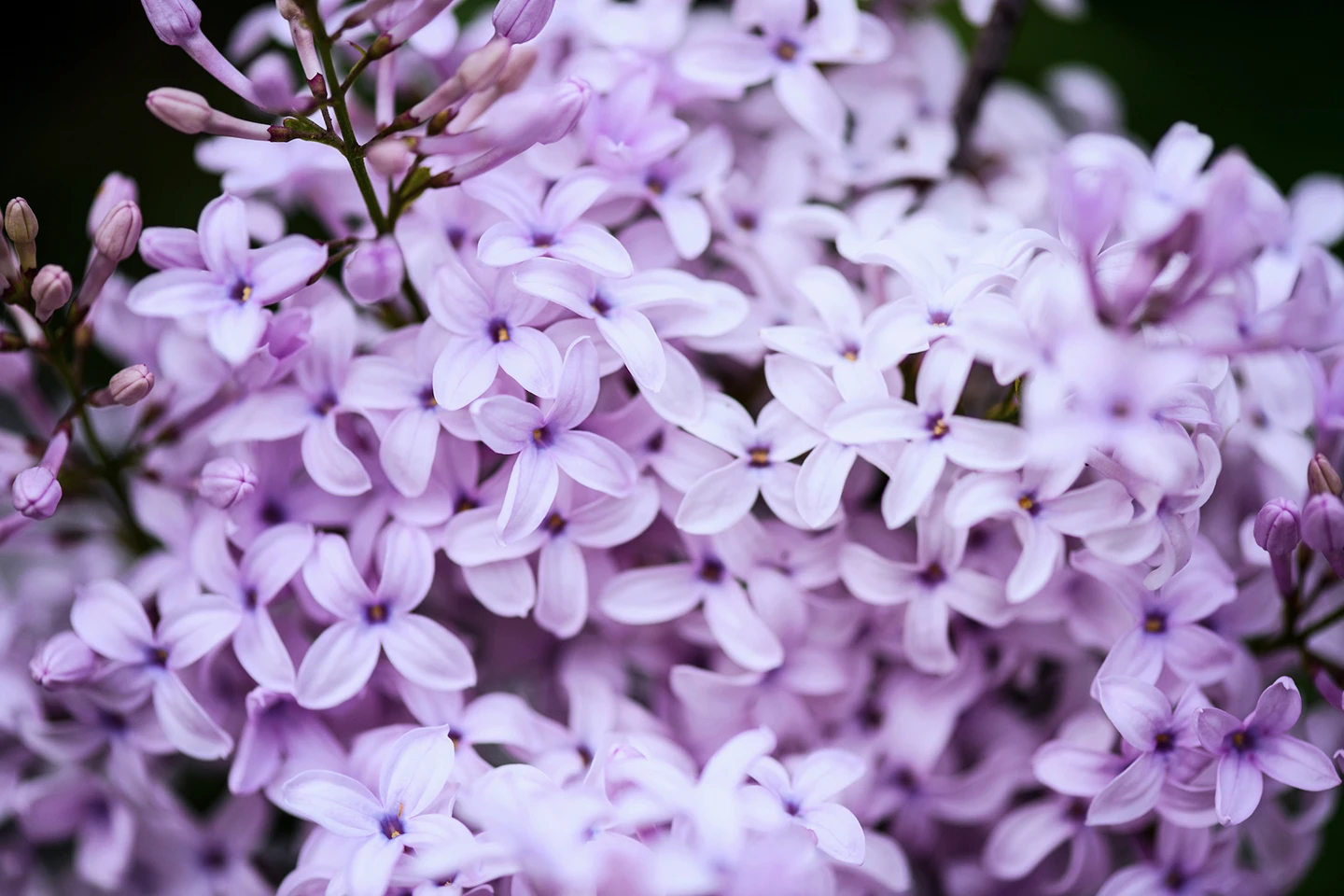 Closeup of purple lilac blossoms